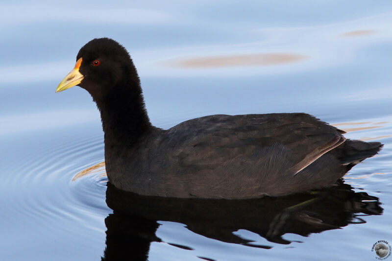 Foulque leucoptère, identification