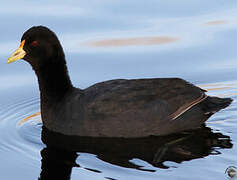 White-winged Coot