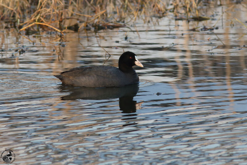 Eurasian Cootadult, identification