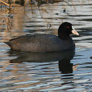 Eurasian Coot