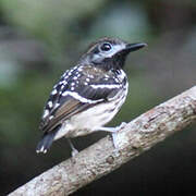 Dot-backed Antbird