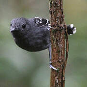 Common Scale-backed Antbird