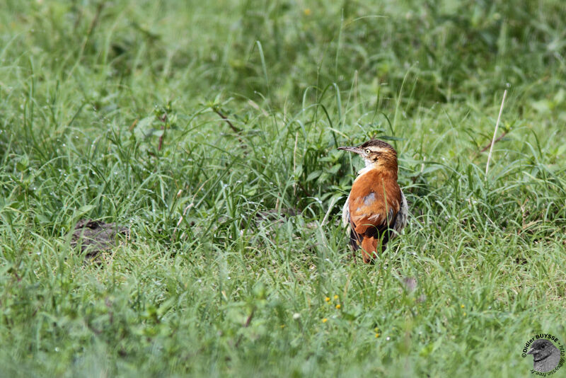 Pacific Horneroadult, identification