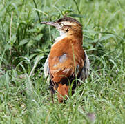 Pacific Hornero