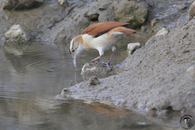 Pacific Horneroadult, identification