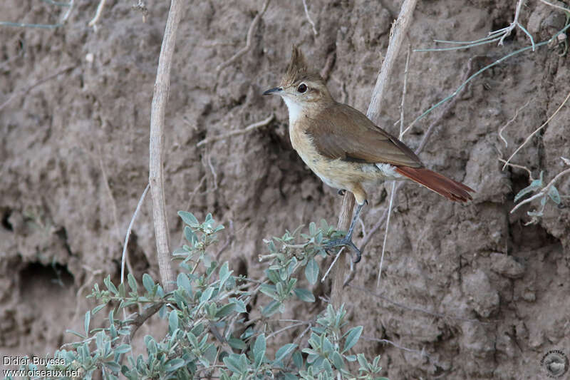 Crested Horneroadult, identification