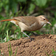 Rufous Hornero