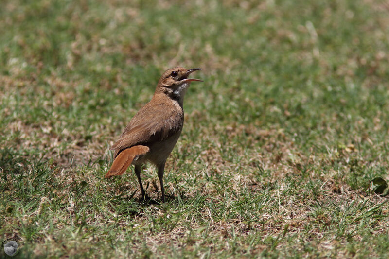 Fournier rouxadulte, identification