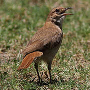 Rufous Hornero