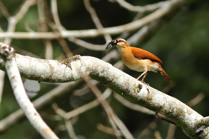 Pale-legged Horneroadult, identification