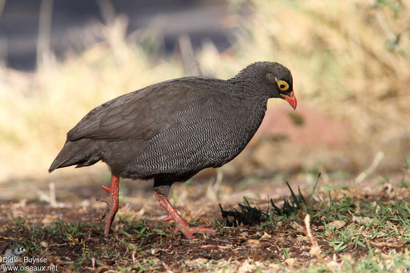 Red-billed Spurfowladult