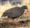 Francolin à bec rouge