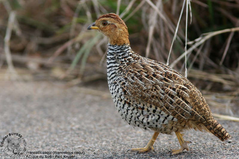 Coqui Francolin male adult, identification