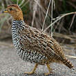 Francolin coqui