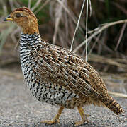 Coqui Francolin