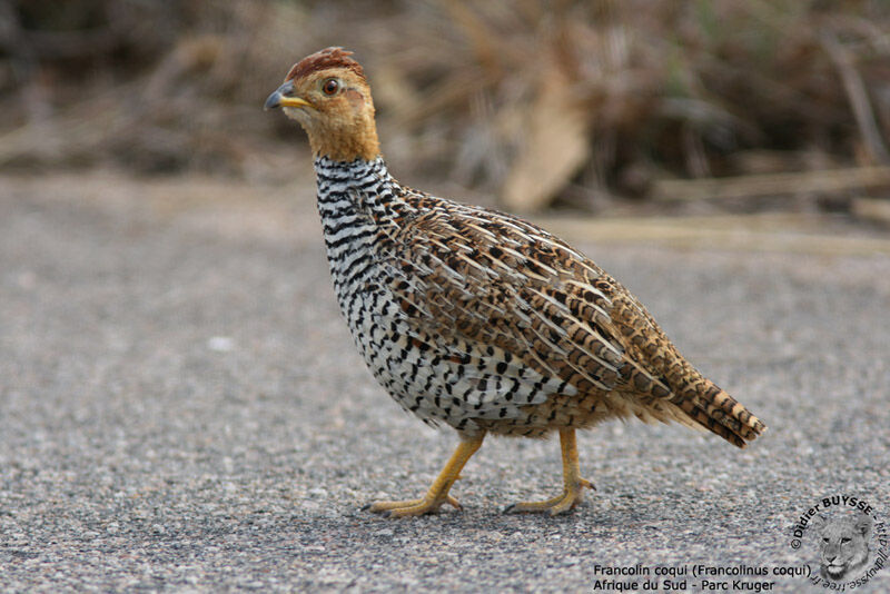 Coqui Francolin male adult, identification