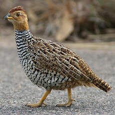 Francolin coqui
