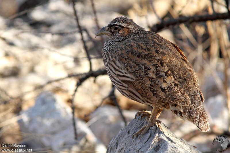 Francolin de Hartlaub mâle adulte, identification