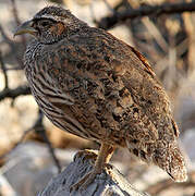 Hartlaub's Spurfowl