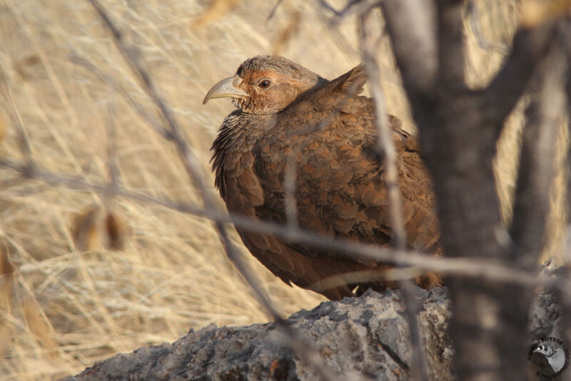 Hartlaub's Spurfowl female adult