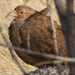 Francolin de Hartlaub