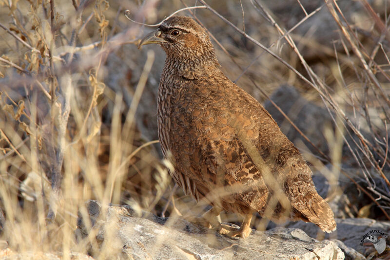 Francolin de Hartlaub mâle adulte, identification