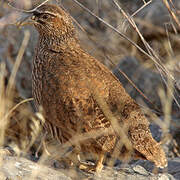 Hartlaub's Spurfowl