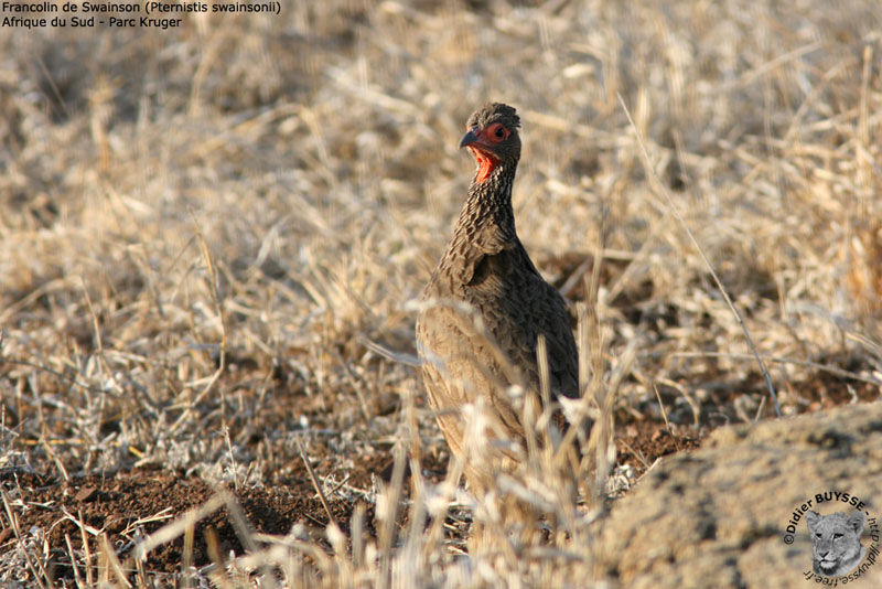 Francolin de Swainson