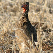 Swainson's Spurfowl