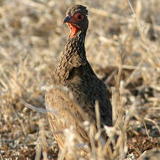 Francolin de Swainson