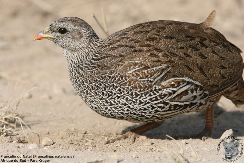 Francolin du Natal