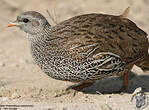 Francolin du Natal