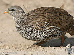 Natal Spurfowl