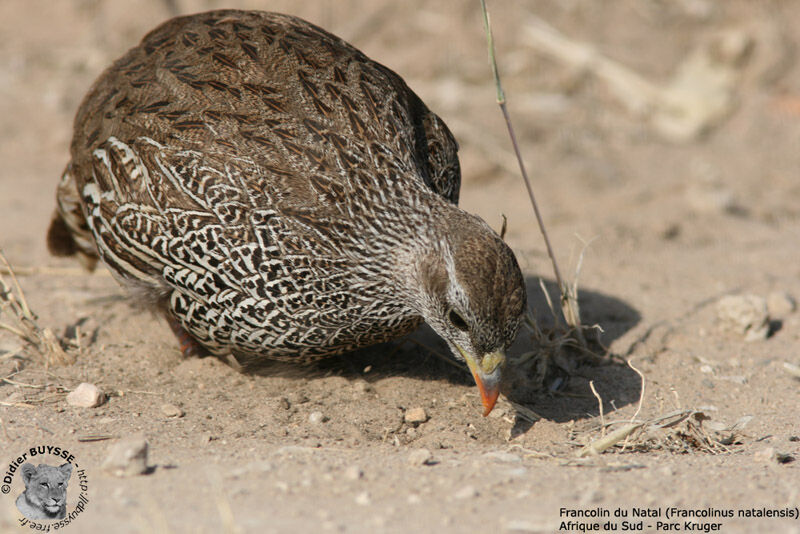 Natal Spurfowl