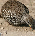 Francolin du Natal