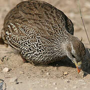 Francolin du Natal