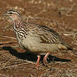 Francolin huppé