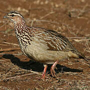 Crested Francolin