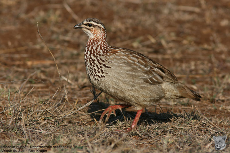 Francolin huppé, identification