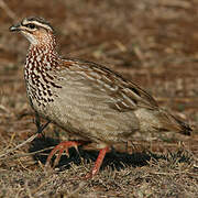 Francolin huppé