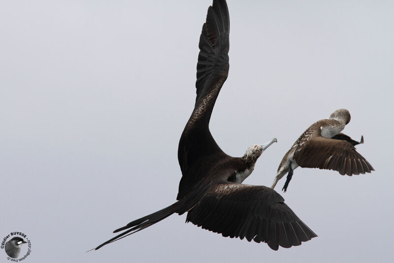 Magnificent Frigatebird female, identification, Behaviour