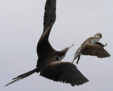 Magnificent Frigatebird