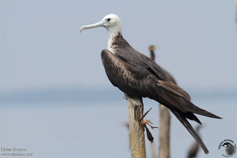 Magnificent Frigatebirdjuvenile, identification