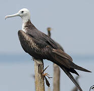 Magnificent Frigatebird