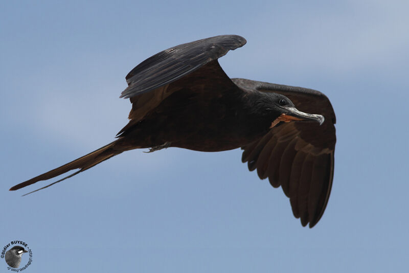 Magnificent Frigatebird male adult, identification