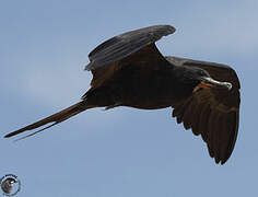 Magnificent Frigatebird