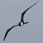 Magnificent Frigatebird