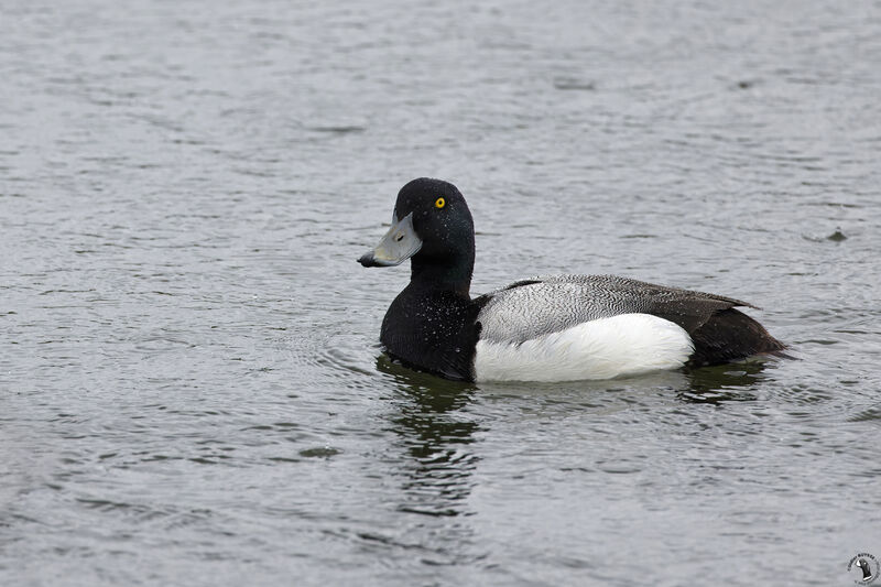 Greater Scaup male adult breeding