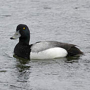 Greater Scaup