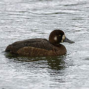 Greater Scaup